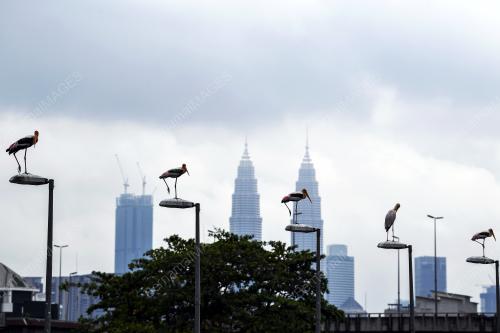 KL50_05112017_PAINTED_STORK