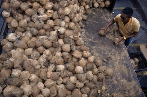 KL50_13062018_KELAPA