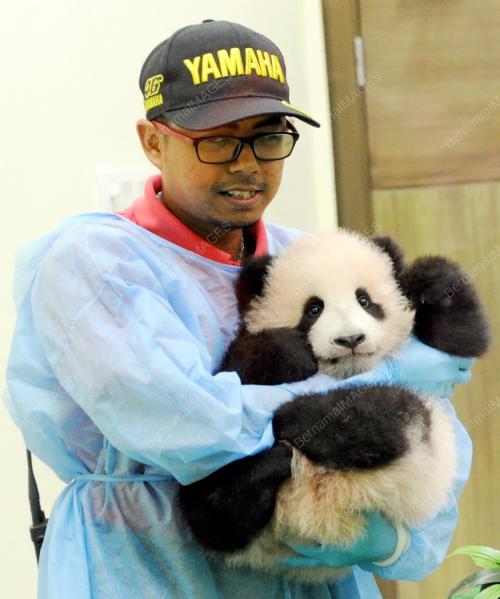 KL50_17122015_AKMAL_PANDA