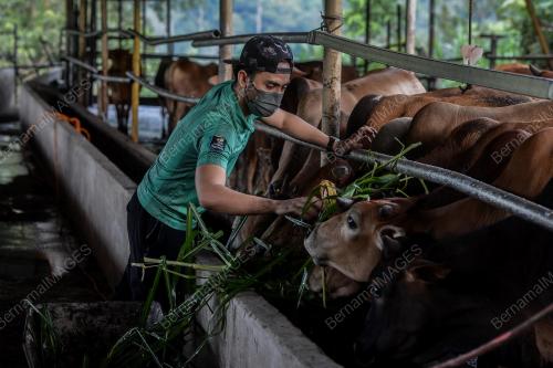 PERSIAPAN LEMBU IBADAH KORBAN