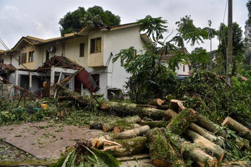 POKOK TUMBANG