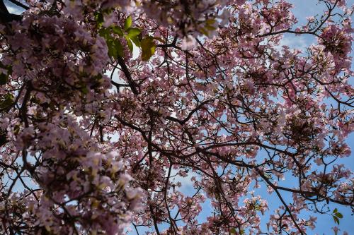 TINJAUAN MUSIM BUNGA SAKURA SEKITAR KUALA LUMPUR