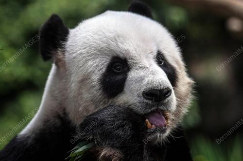 PENGHANTARAN PULANG ANAK PANDA