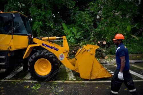 POKOK TUMBANG BULATAN PAHANG