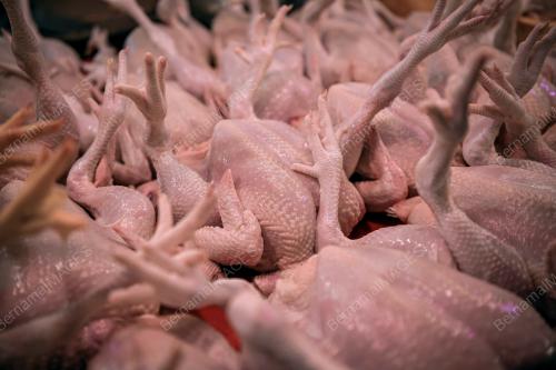 SUBSIDI AYAM TAMAT