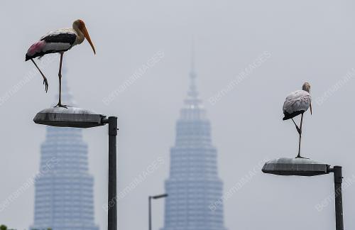 KL51_05112017_PAINTED_STORK