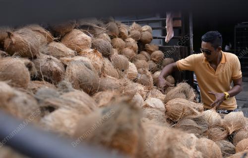 KL51_13062018_KELAPA_SANTAN