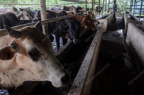 PERSIAPAN LEMBU IBADAH KORBAN