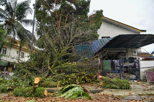 POKOK TUMBANG