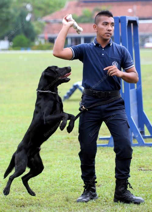 KL51_22032012_K-9_POLAPOL