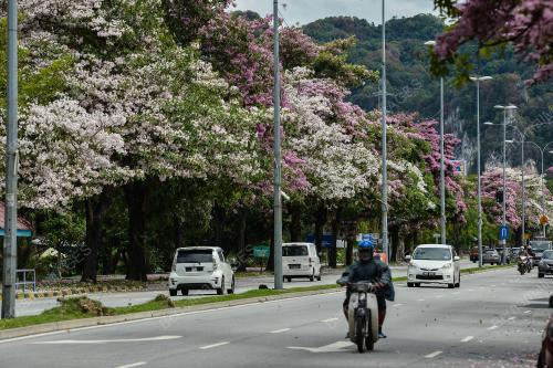 TINJAUAN MUSIM BUNGA SAKURA SEKITAR KUALA LUMPUR