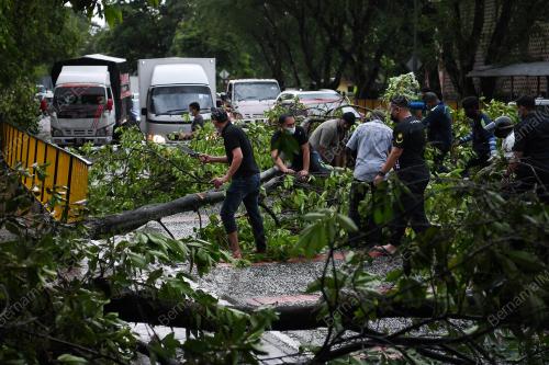 RIBUT - ORANG RAMAI ALIH POKOK TUMBANG