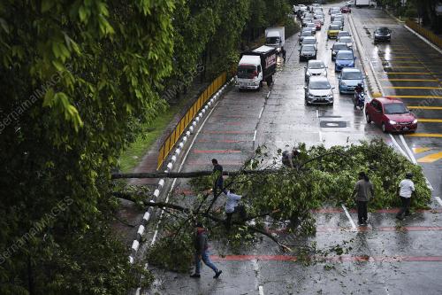 RIBUT - ORANG RAMAI ALIH POKOK TUMBANG