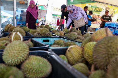 DURIAN MAEPS