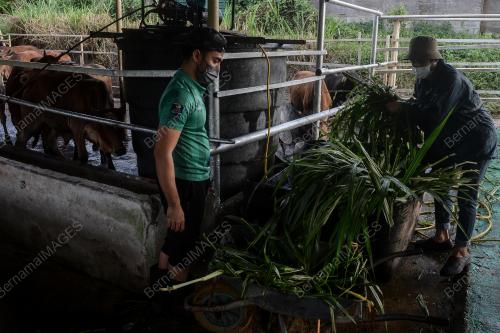 PERSIAPAN LEMBU IBADAH KORBAN