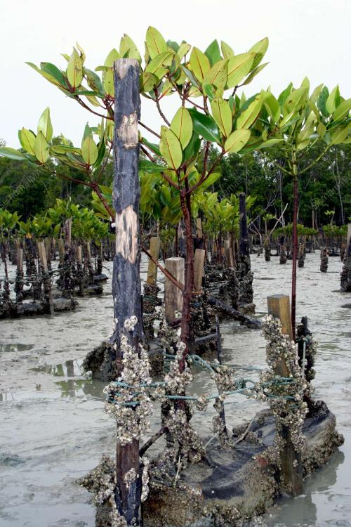 ANAK BAKAU