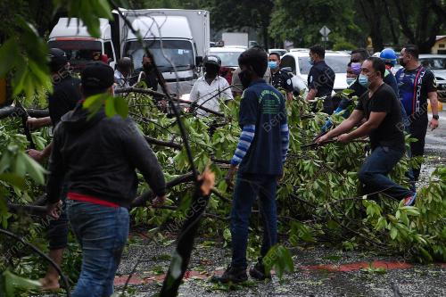 RIBUT - ORANG RAMAI ALIH POKOK TUMBANG