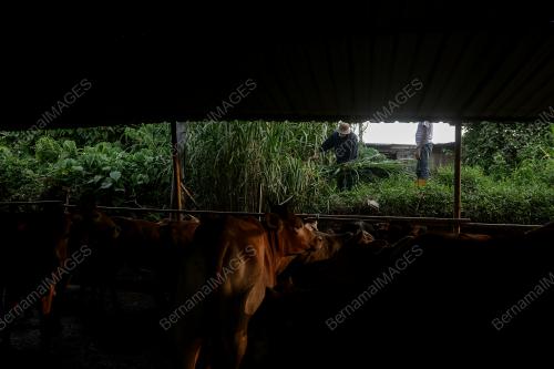 PERSIAPAN LEMBU IBADAH KORBAN