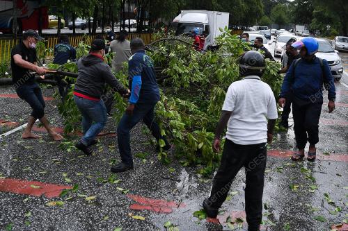 RIBUT - ORANG RAMAI ALIH POKOK TUMBANG