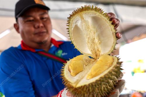 DURIAN MAEPS