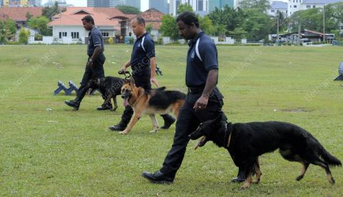 KL55_22032012_K-9_POLAPOL