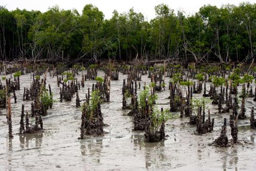 POKOK BAKAU