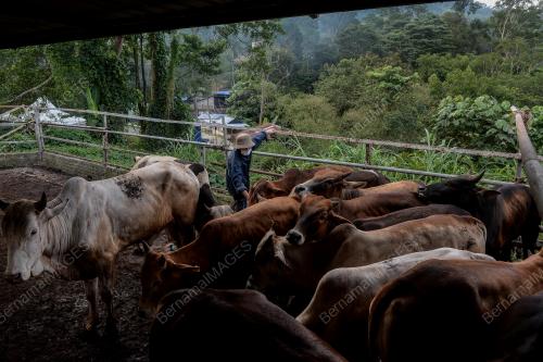 PERSIAPAN LEMBU IBADAH KORBAN