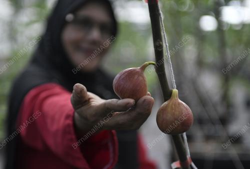 PENANAMAN BUAH TIN