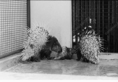 ZOO NEGARA