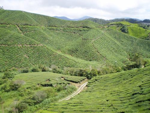 CAMERON HIGHLANDS