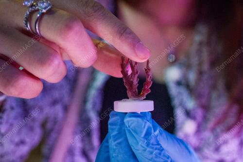 THE LAUNCH OF AQUARIA KLCC'S CORAL