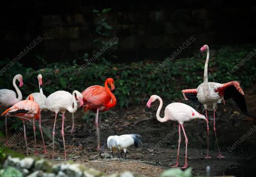 ZOO NEGARA