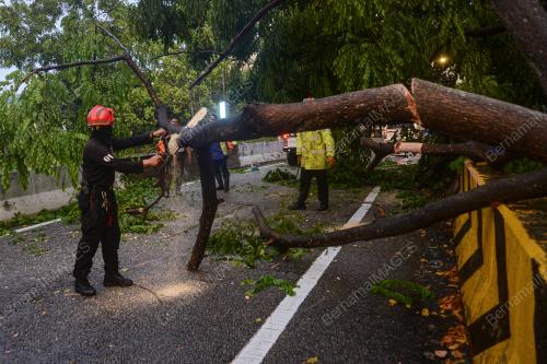 POKOK TUMBANG