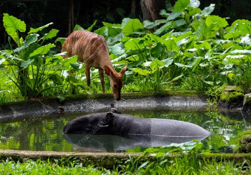 ZOO NEGARA