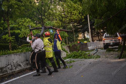 POKOK TUMBANG