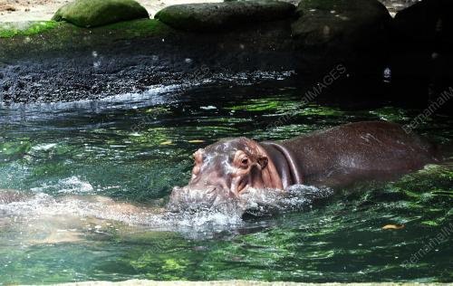 ZOO NEGARA