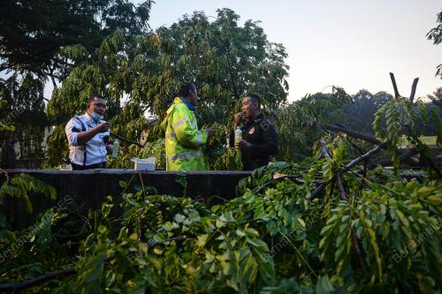 POKOK TUMBANG