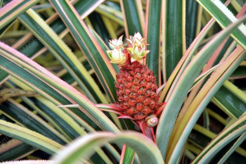 KL61_17112016_NANAS