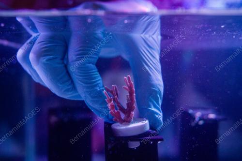 THE LAUNCH OF AQUARIA KLCC'S CORAL
