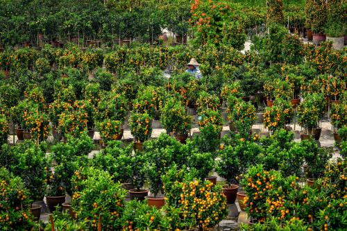 KEBUN LIMAU TAHUN BARU CINA