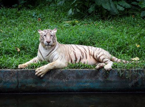 ZOO NEGARA