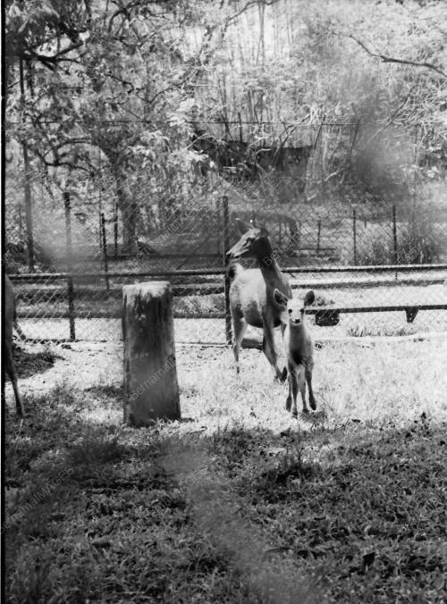 ZOO NEGARA