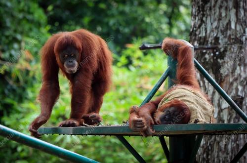 ZOO NEGARA