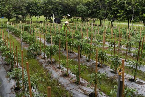 TINJAUAN PETANI BELANJAWAN 2021