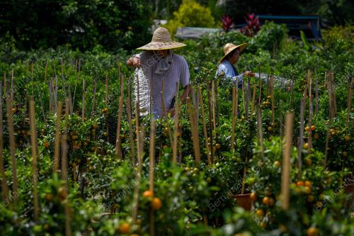 KEBUN LIMAU TAHUN BARU CINA