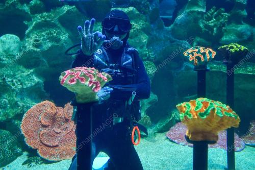 THE LAUNCH OF AQUARIA KLCC'S CORAL