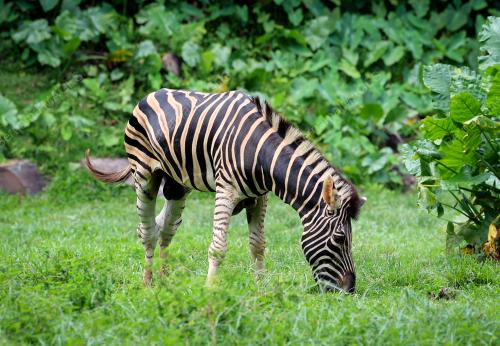 ZOO NEGARA