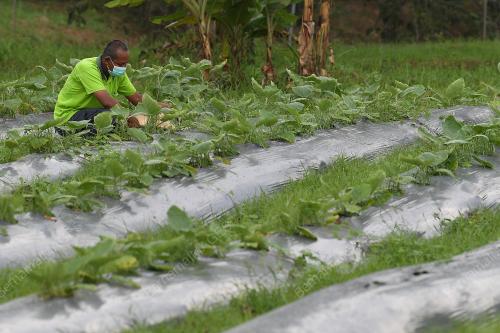 TINJAUAN PETANI BELANJAWAN 2021