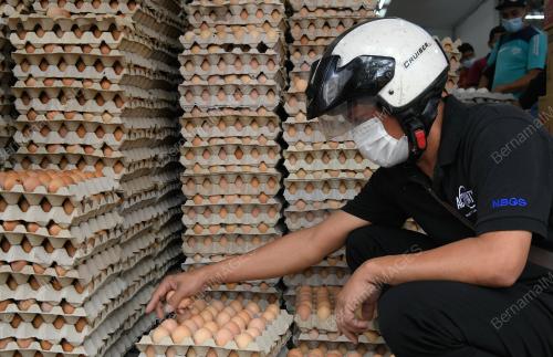 TINJAUAN TELUR