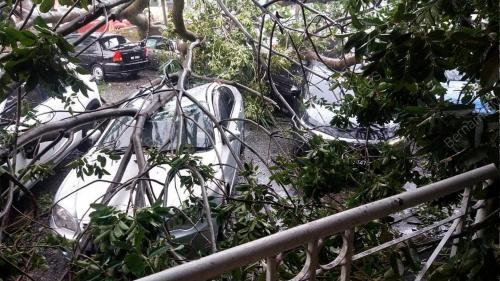POKOK TUMBANG